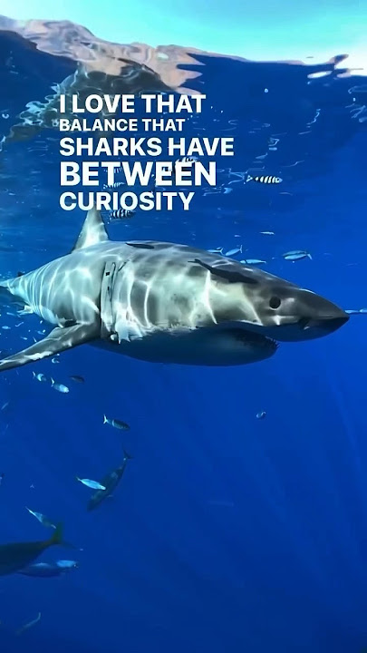 Shark Behavior In Slow Motion 😮🙏🏽💙 #sharks #love #behavior #education #safety #whiteshark  #a