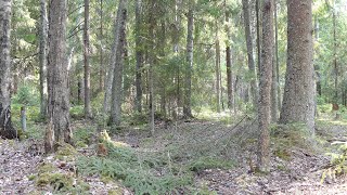 Красивый хвойный лес 4к видео Бесподобное пение лесных птиц