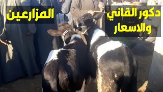 عجول القاني اليوم مع الاسعار بسوق السبت باسنا اليوم # قناه الحلوين