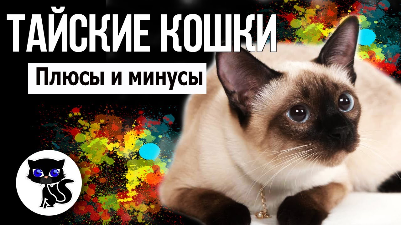 ✔ Тайская кошка, плюсы и минусы породы. Особенности содержания