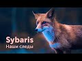 SYBARIS - &quot;Наши следы&quot;