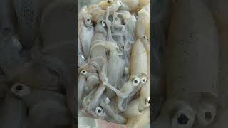 Baby Cumi Segar Kami hari ini #fresh seafood Pamekasan