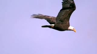 Slow Motion Soaring Bald Eagle Closeup 2