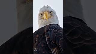 Eagle Stare Down: A Close Encounter with Majesty 🦅 #eagles #beautiful #travel
