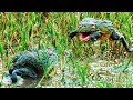 Bullfrog battle royale  the mating game  bbc earth