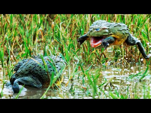Bullfrog Battle Royale | The Mating Game | BBC Earth