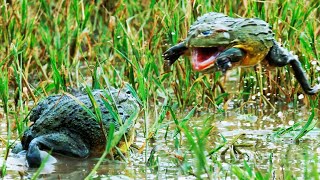 Bullfrog Battle Royale | The Mating Game | BBC Earth