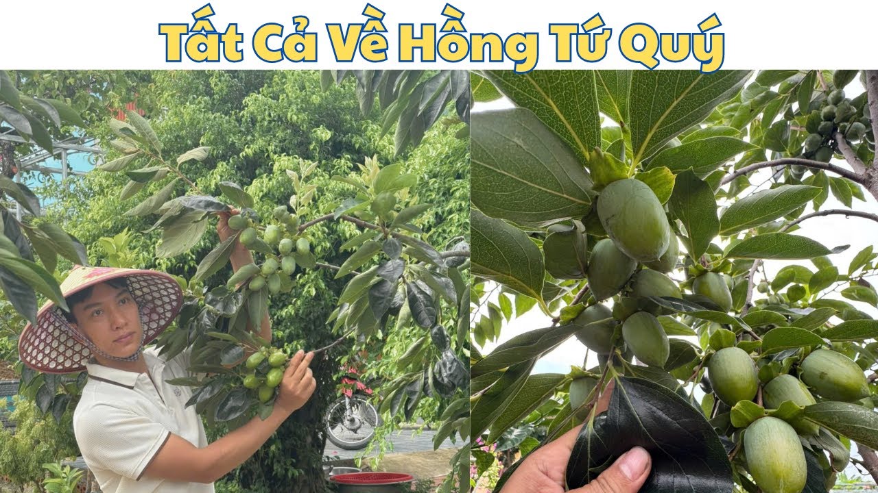 Cây Hồng Tứ Quý – Bí Quyết Trồng Và Chăm Sóc Từ Nhà Vườn Vũ Tiến