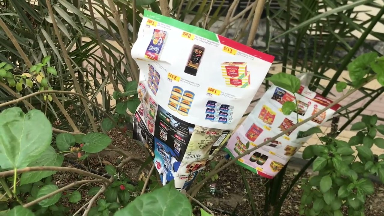 شرح طريقة تطعيم شجر التوت تلبيس الغصن في الغصن من البداية الى النتيجة شرح طريقة تطعيم التوت مواهب