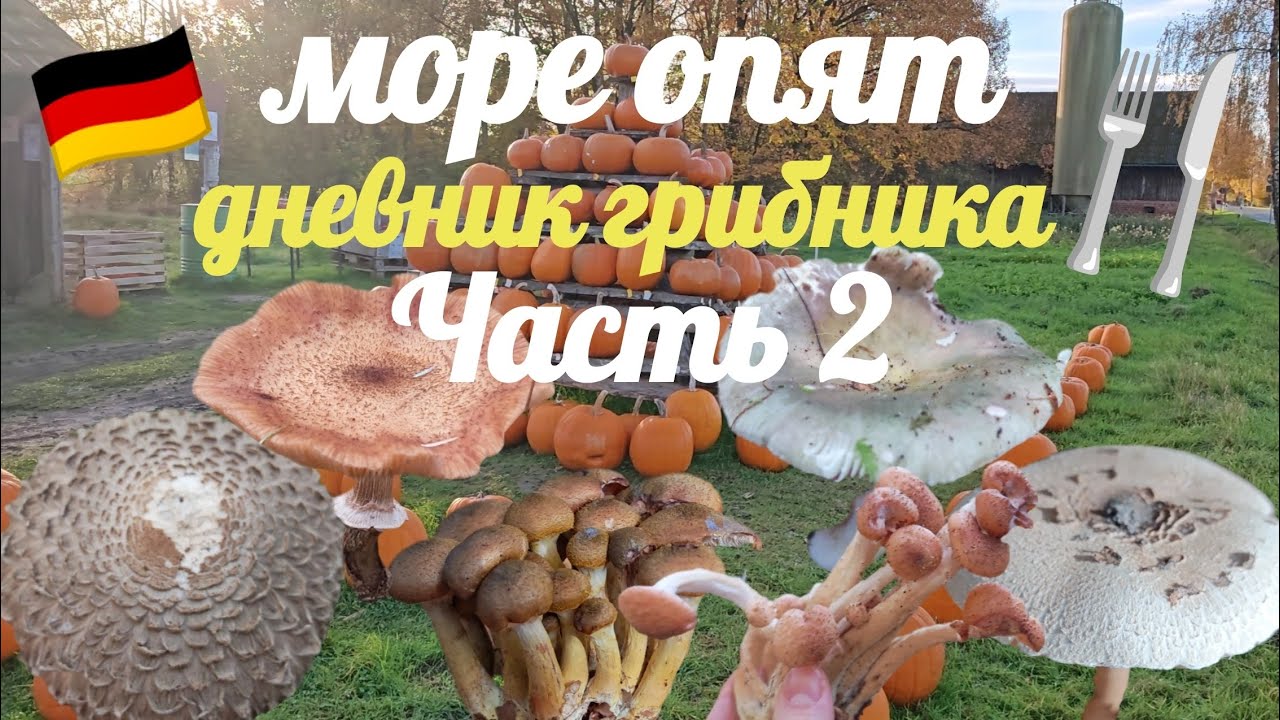 Продолжение тихой охоты. Осенние опята 😍🍄‍🟫🍴