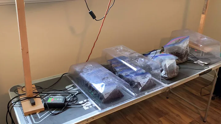 Foxtail palm baggy method germination