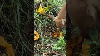 Mon Chiot mange de la papaye ?? chien créole guadeloupe creole dog caraibes shortvideo