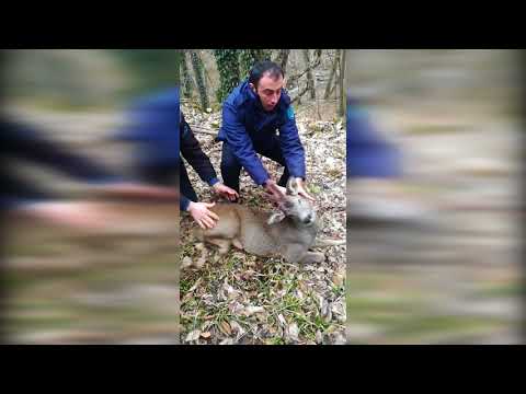 პოლიციამ შველი ნაკრძალში დააბრუნა