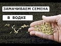 Зачем замачивать семена в одке