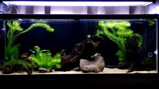 日本淡水魚90cmスリム水槽(ホトケドジョウ)