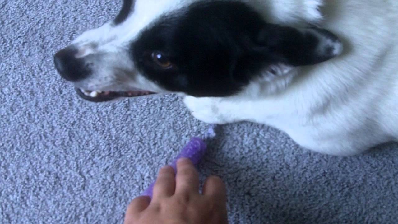 Guard Dog Jump Rope YouTube