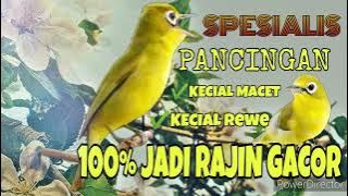 MP3 Spesialis pancingan Kecial kuning ‼️ TV KEDIT
