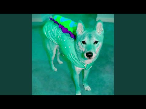 استراحت بعدازظهر فوق العاده برای سگ ها 