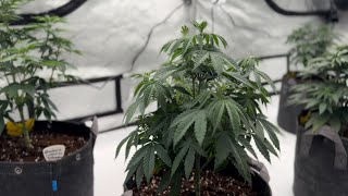 The Pros & Cons of Growing Organic vs Synthetic - Athena vs Gaia Green Organics Indoors