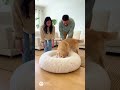 Watch This Dog VANISH Into the Plushiest Bed Ever! #dogbed #golden