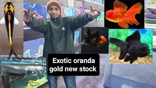 New exotic oranda stock available/anmol aquarium home