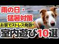 【保存版】雨の日でも家の中で犬を満足させる室内遊び10選|梅雨もこれで乗り切れます【梅雨対策】
