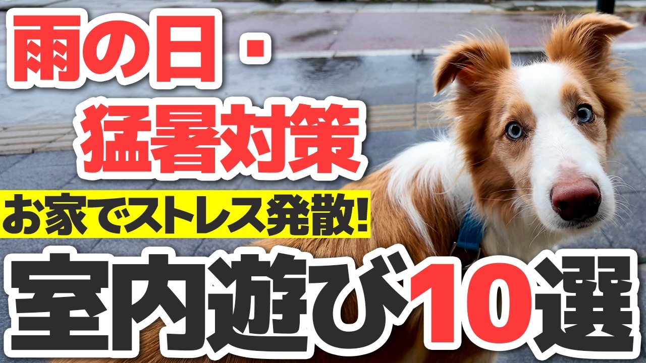 【保存版】雨の日でも家の中で犬を満足させる室内遊び10選|梅雨もこれで乗り切れます【梅雨対策】