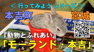 モーランド 本吉 うさぎ ポニー 本吉町 気仙沼 けせんぬま 宮城県 Youtube