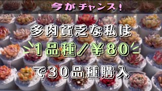 【 今がチャンス】貧乏な私は韓国苗を￥100以下で普及種は￥50以下で購入します【 多肉植物 / エケベリア 】