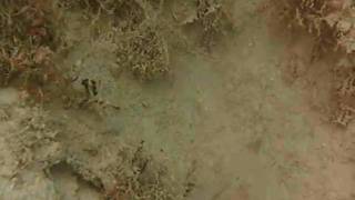 20100315_5.AVI