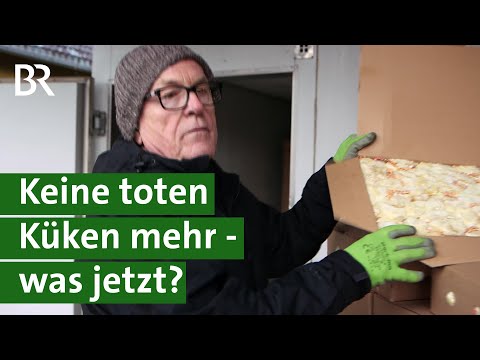 Video: Was ist Kükentöten?