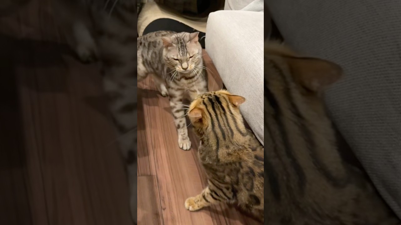 しつこい猫とブチギレ猫の戦い #ベンガル #ルトロゼ #cat