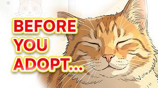 10 THINGS You Should Know Before Adopting a KITTEN or CAT - PAWS+YOU