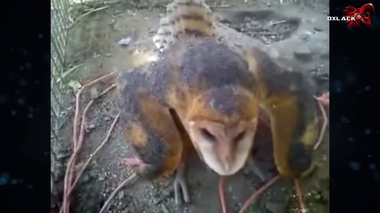 CAPTURAN BRUJA EN DURANGO LA VERDAD YouTube CAPTURAN BRUJA EN DURANGO LA VERDAD YouTube