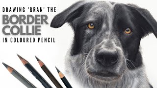 Drawing A Border Collie Dog In Colored Pencil | Realistic Dog Drawing Drawing A Border Collie Dog In Colored Pencil | Realistic Dog Drawing