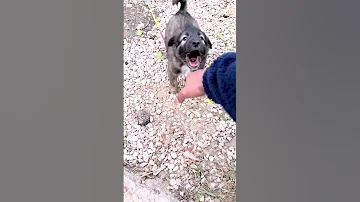 نتيجه تأهيل الحراسة للكلب البلدي حيوانات Animal تدريب كلاب 