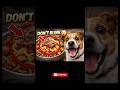 DON’T BLINK 😳🐶 CRAZY DOG FOOD COMBOdoglover #usafood #americanfood #streetfoodusa