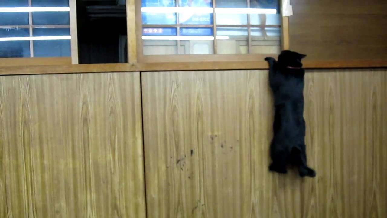 クリフハンガーにする Cliffhanger black cat