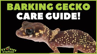 Australian Barking Gecko Care Guide - How To Take Care Of A Australian Barking Gecko