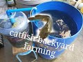 Catfish backyard farming / pantat / hito / 10 days update.