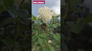 ROSAS BLANCAS #flores #rosas # rosablanca