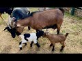 ЯСЕЛЬНАЯ ГРУППА КОЗЛЯТ НА ПРОГУЛКЕ 🐐