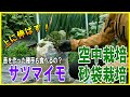 サツマイモの砂袋栽培、空中栽培。自分で苗を作った種芋も食べれる？？