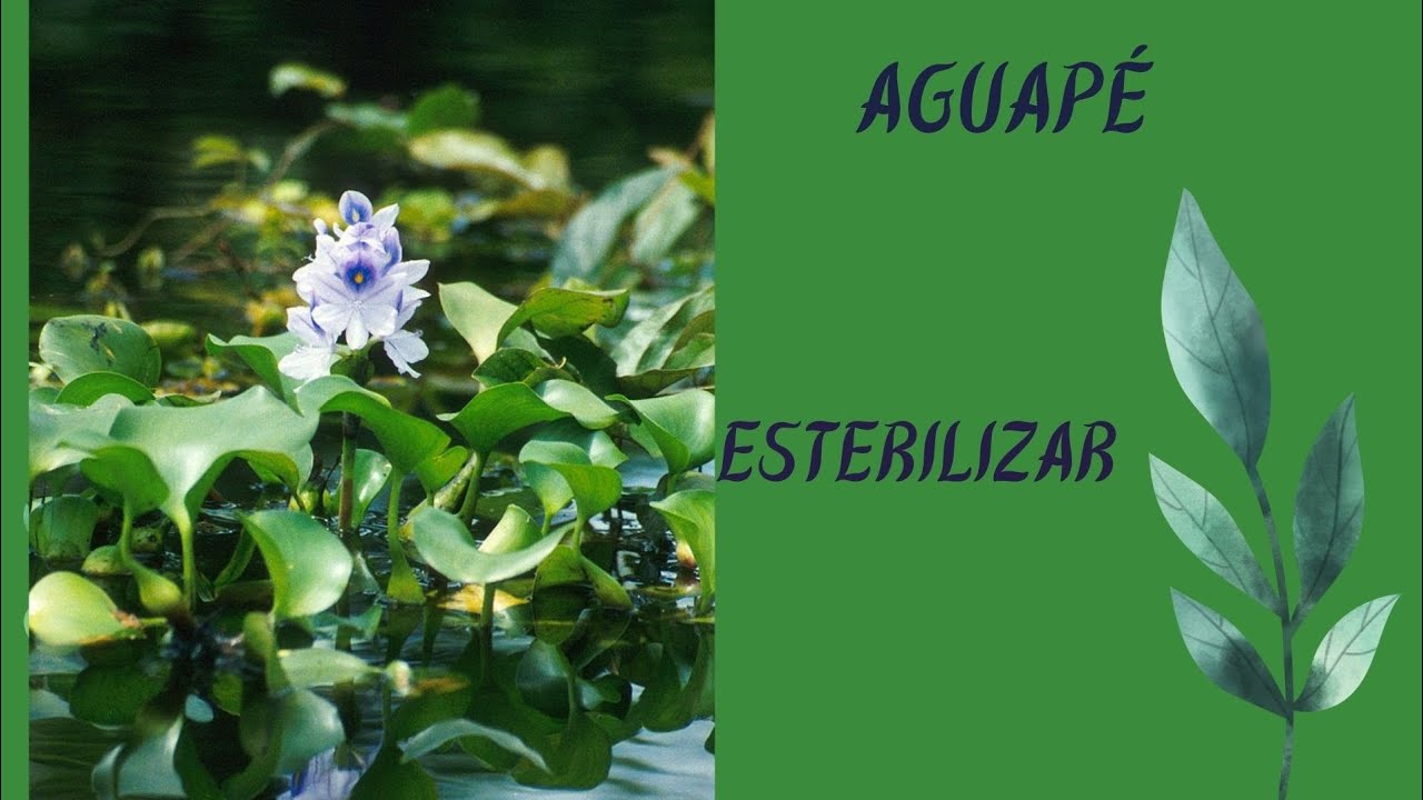 Não coloque aguapé em seu tanque antes de ver este vídeo, Aguapé, O que é aguapé, planta aquatica