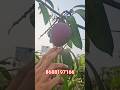 Purple Nam dac mai with fruiting for order what's app 8688197166 #mango #plants #mangoplant