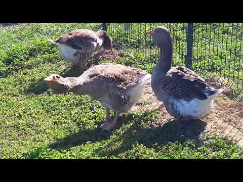 Video: Tamo Gdje Odlijeću Guske, Patke, ždralovi