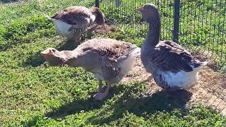 Teške tuluške guske, gusan i dvije guske! Heavy toulouse geese, a goose male and two geese female!