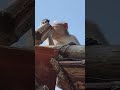 nalla pulla #comedy #stressbuster #funny #hasanur #nature #monkey #shorts