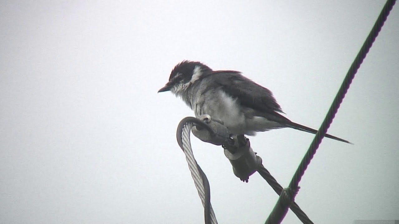 [4K] サンショウクイ（3）リュウキュウサンショウクイ（沖縄本島） - Ashy Minivet - Wild Bird - 野鳥 動画図鑑