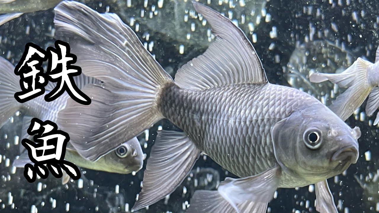 青鉄魚 親サイズ 20オーバー